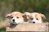 CORGI PEMBROKE 1350